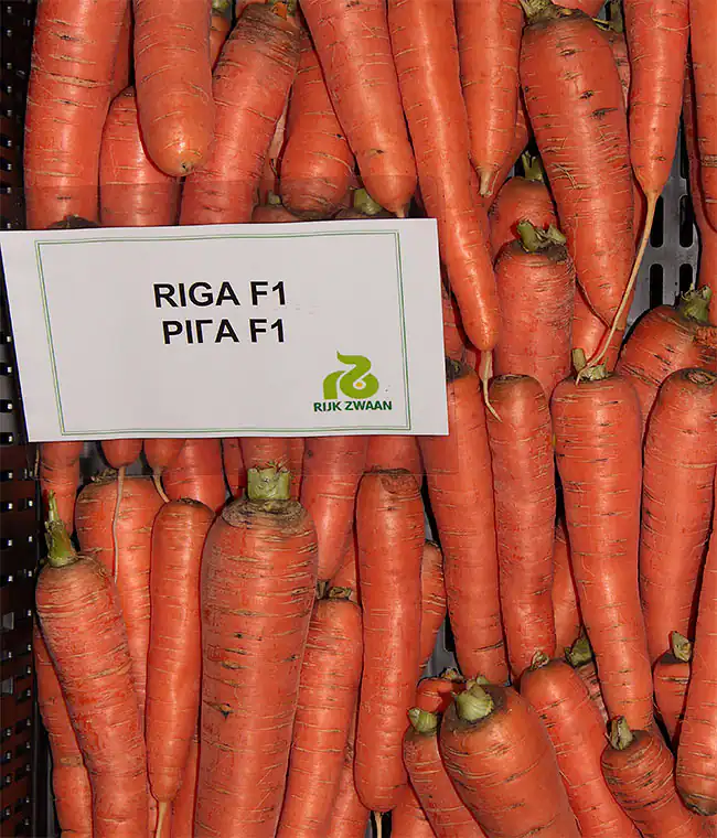 Морковь Рига F1