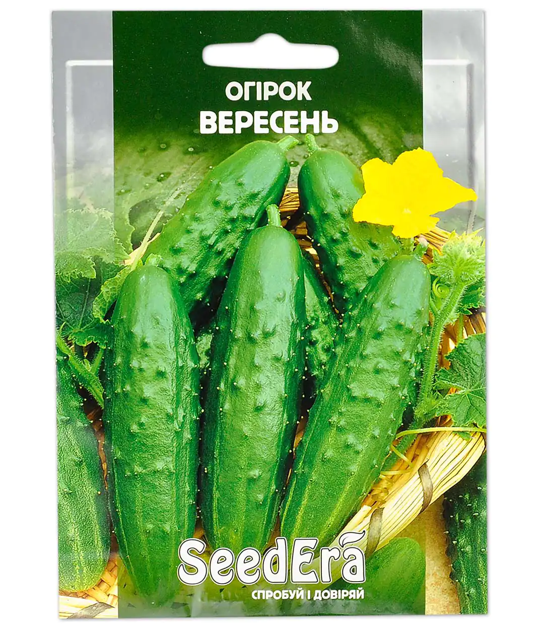 Огурец Вересень