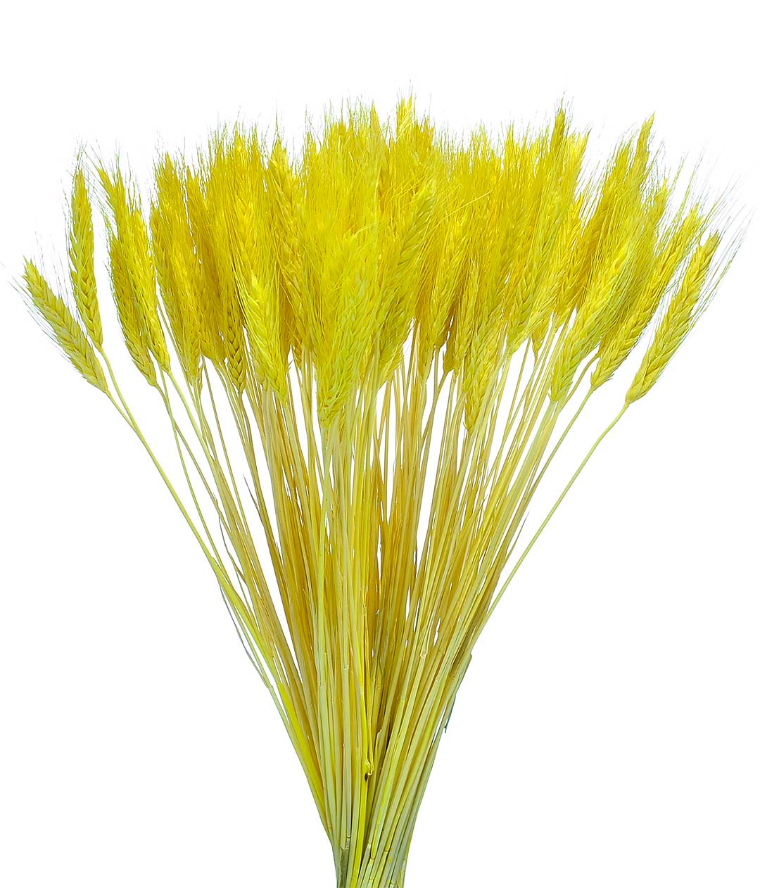 Изображение Колоски декоративные желтый пучок 100грм