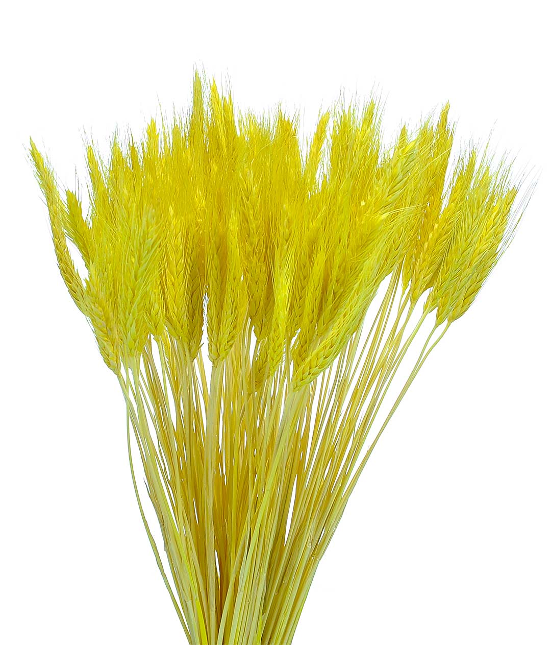 Изображение Колоски декоративные желтый пучок 100грм
