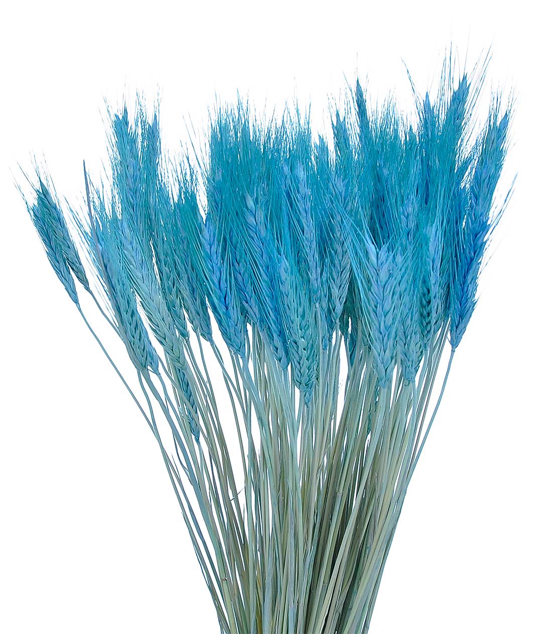 Изображение Колоски декоративные синий пучок 100грм