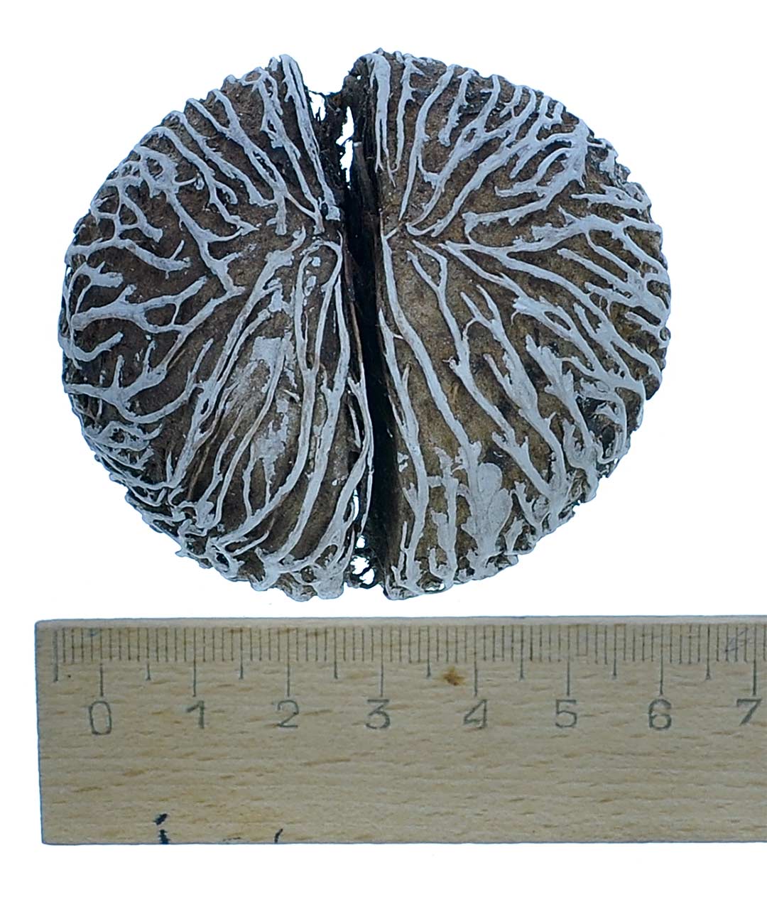 Изображение Кокос сухоцвет бело-коричневый 7-9см