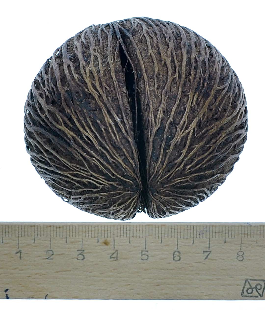 Изображение Кокос сухоцвіт коричневий 7-9см