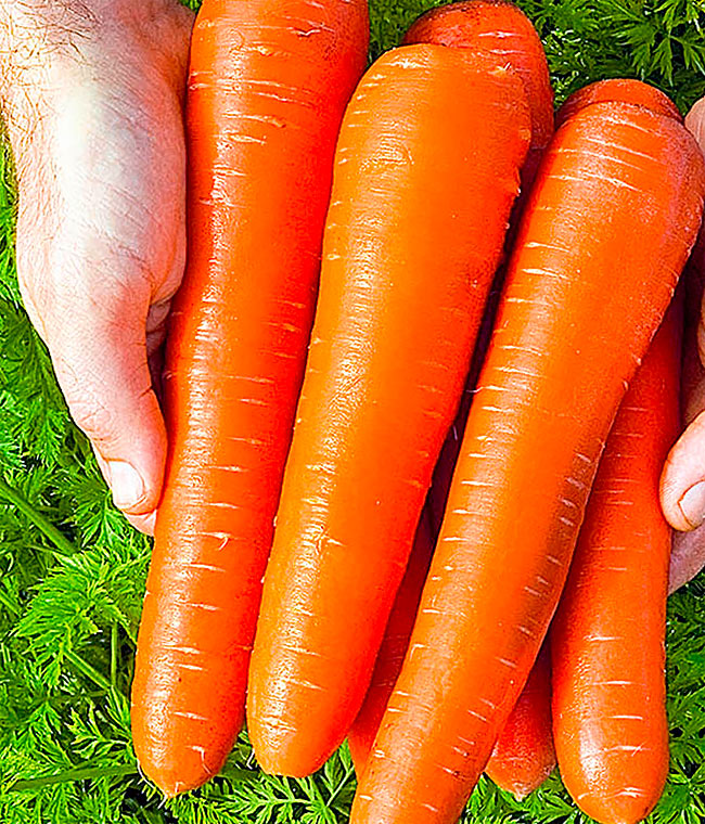 Морковь гибриды. Морковь Нантская 4. Морковь Нантская. Сорт моркови Нантская. Морковь Аурантина f1.