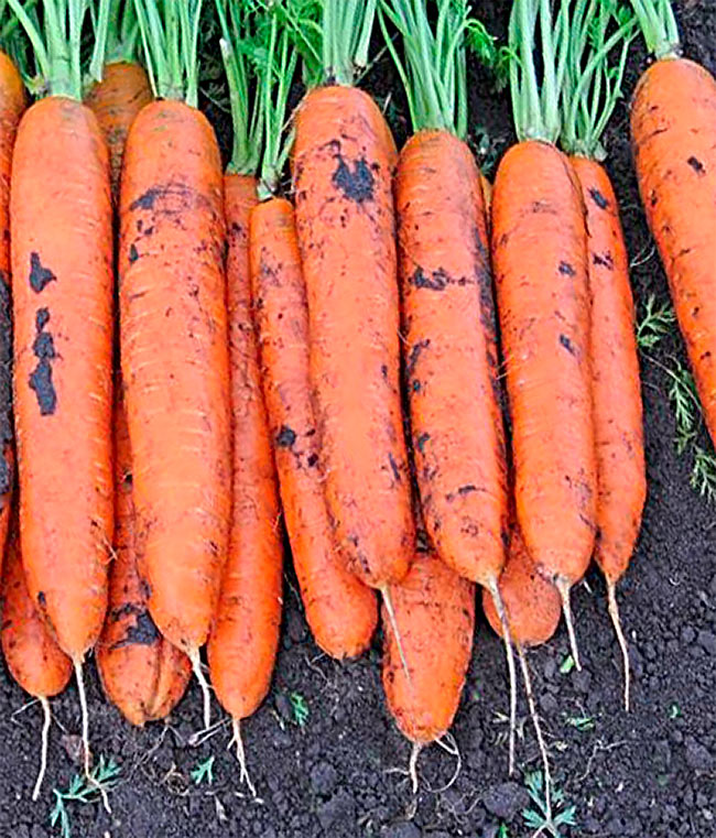 Изображение Морковь Монтана