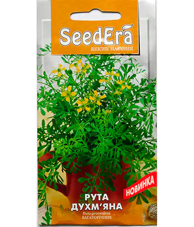Изображение Рута душистая