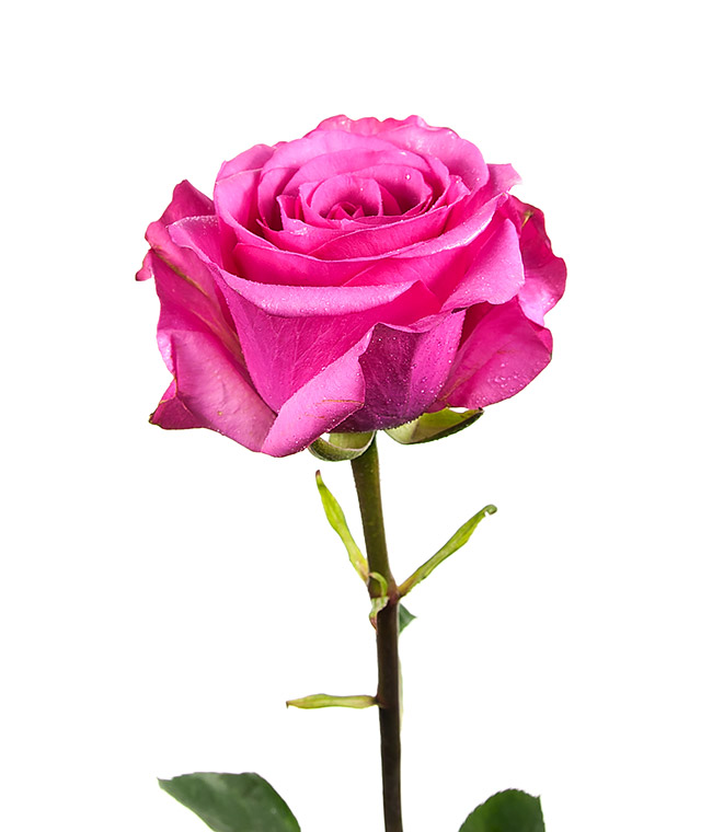 Изображение Троянда Стілетто (Stiletto) висота 60см