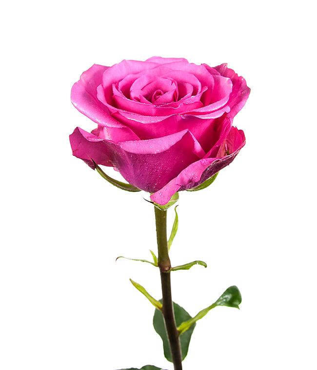 Изображение Троянда Стілетто (Stiletto) висота 70см