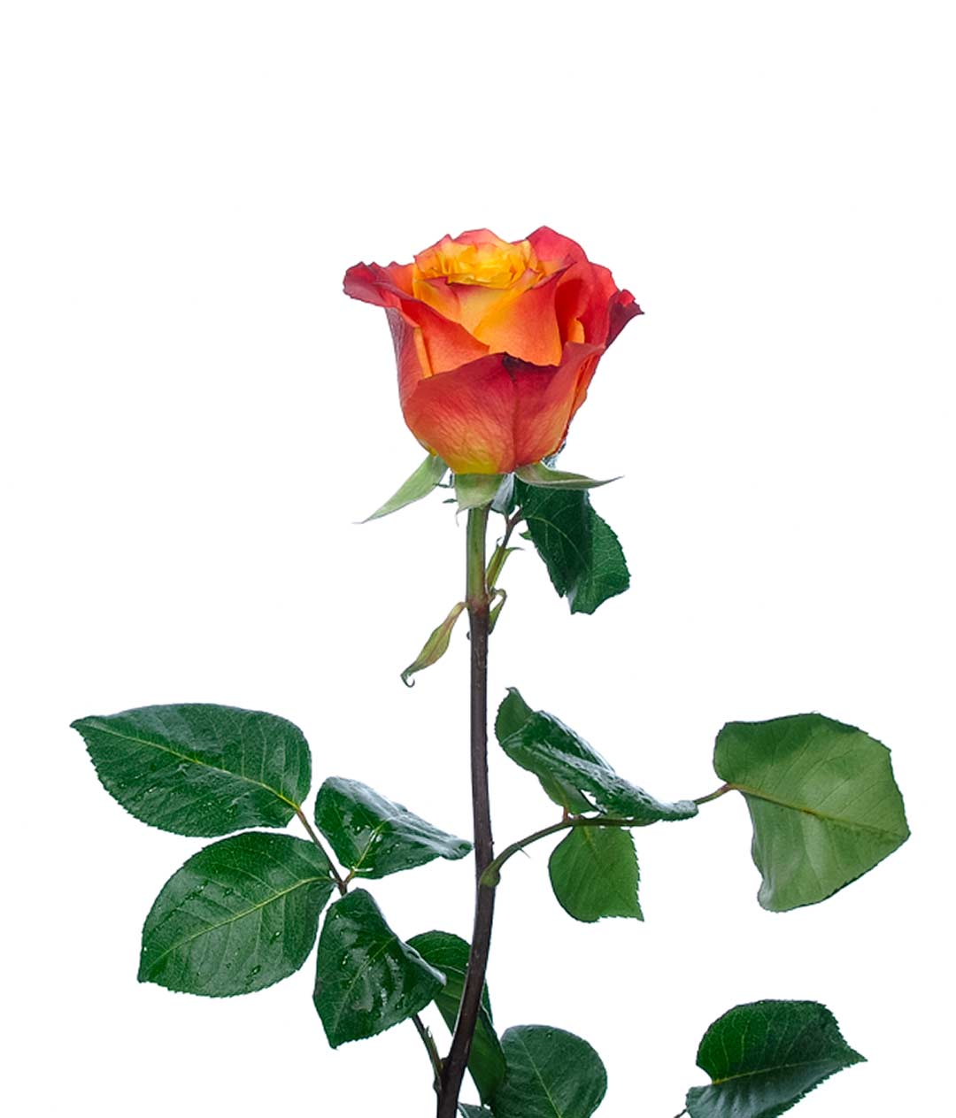 Изображение Троянда Атомік (Atomic) висота 50см