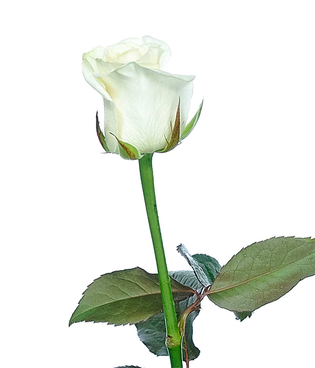 Изображение Троянда Белуга (Beluga) висота 40 см