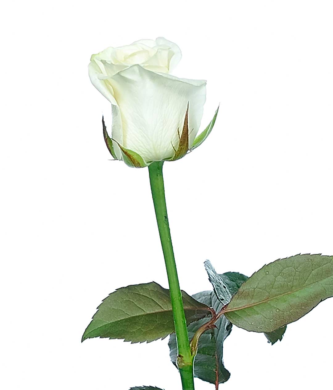 Изображение Троянда Белуга (Beluga) висота 50 см