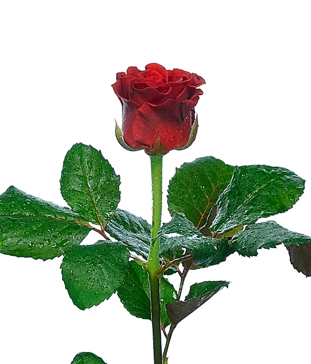 Изображение Троянда Ель Торо (El Toro) висота 30 см