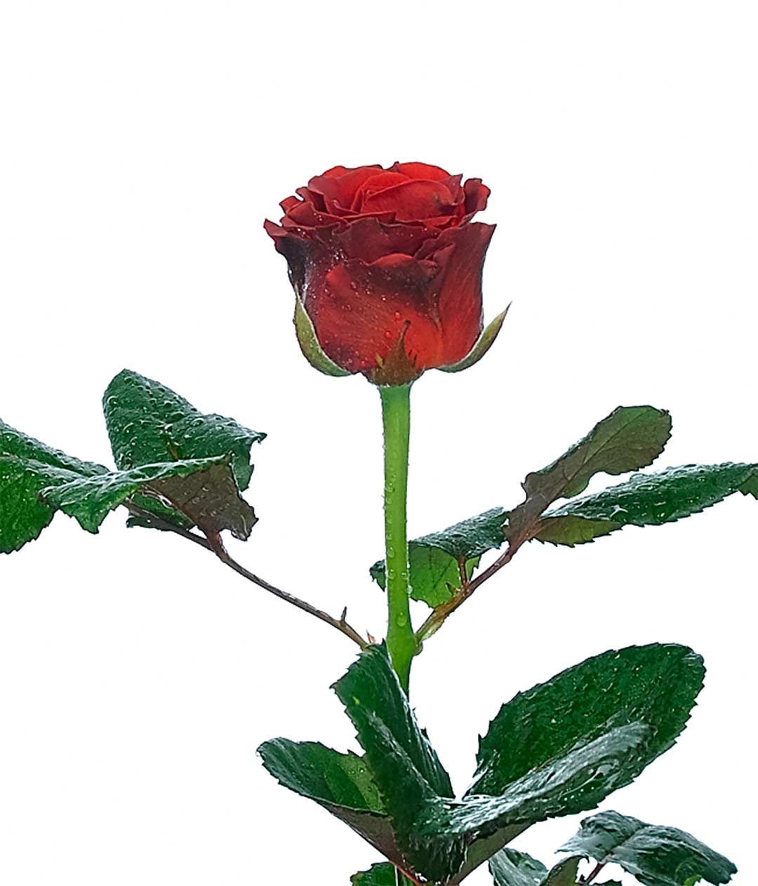 Изображение Троянда Ель Торо (El Toro) висота 40 см