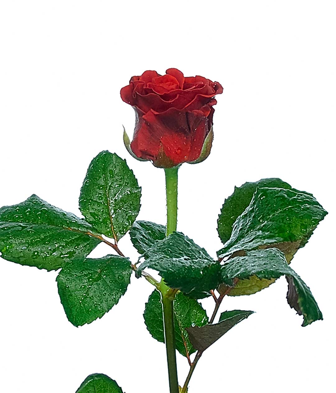 Изображение Троянда Ель Торо (El Toro) висота 50 см