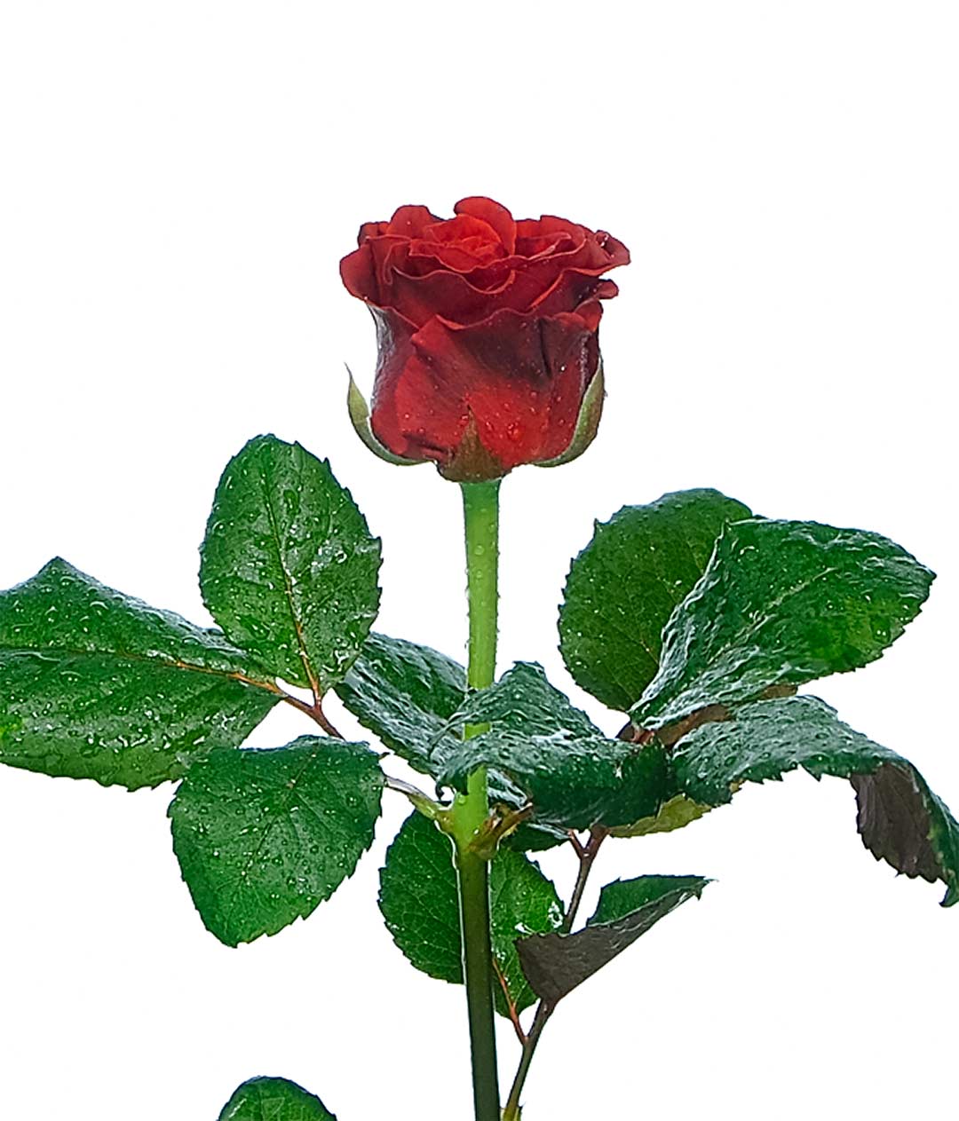 Изображение Троянда Ель Торо (El Toro) висота 60 см