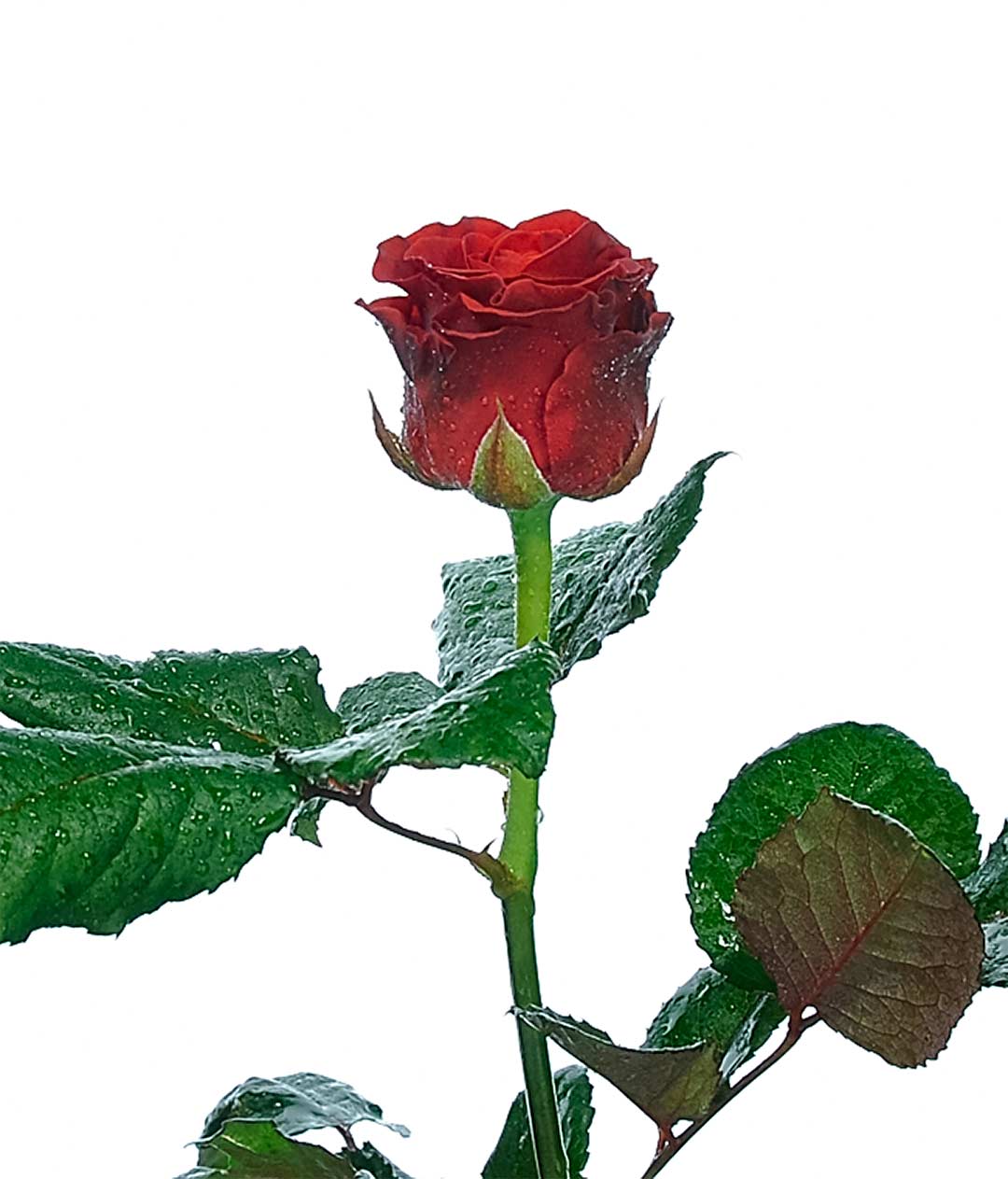 Изображение Троянда Ель Торо (El Toro) висота 70 см
