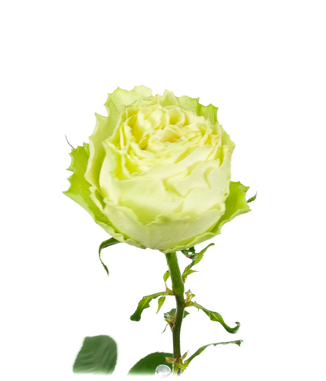 Изображение Троянда Лимонада (Lemonada) висота 100см