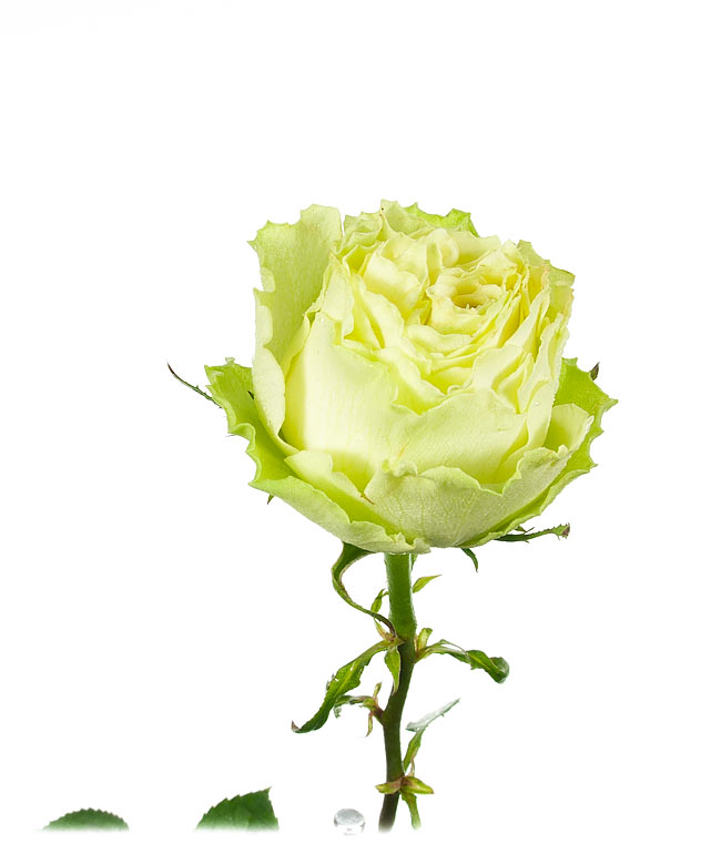 Изображение Троянда Лимонада (Lemonada) висота 50см