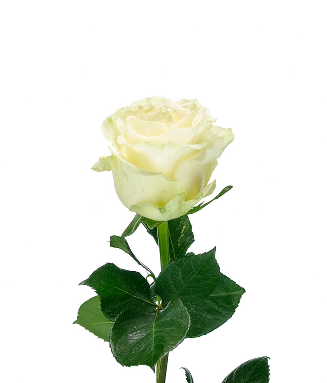 Изображение Троянда Мондіаль (Mondial) висота 100см