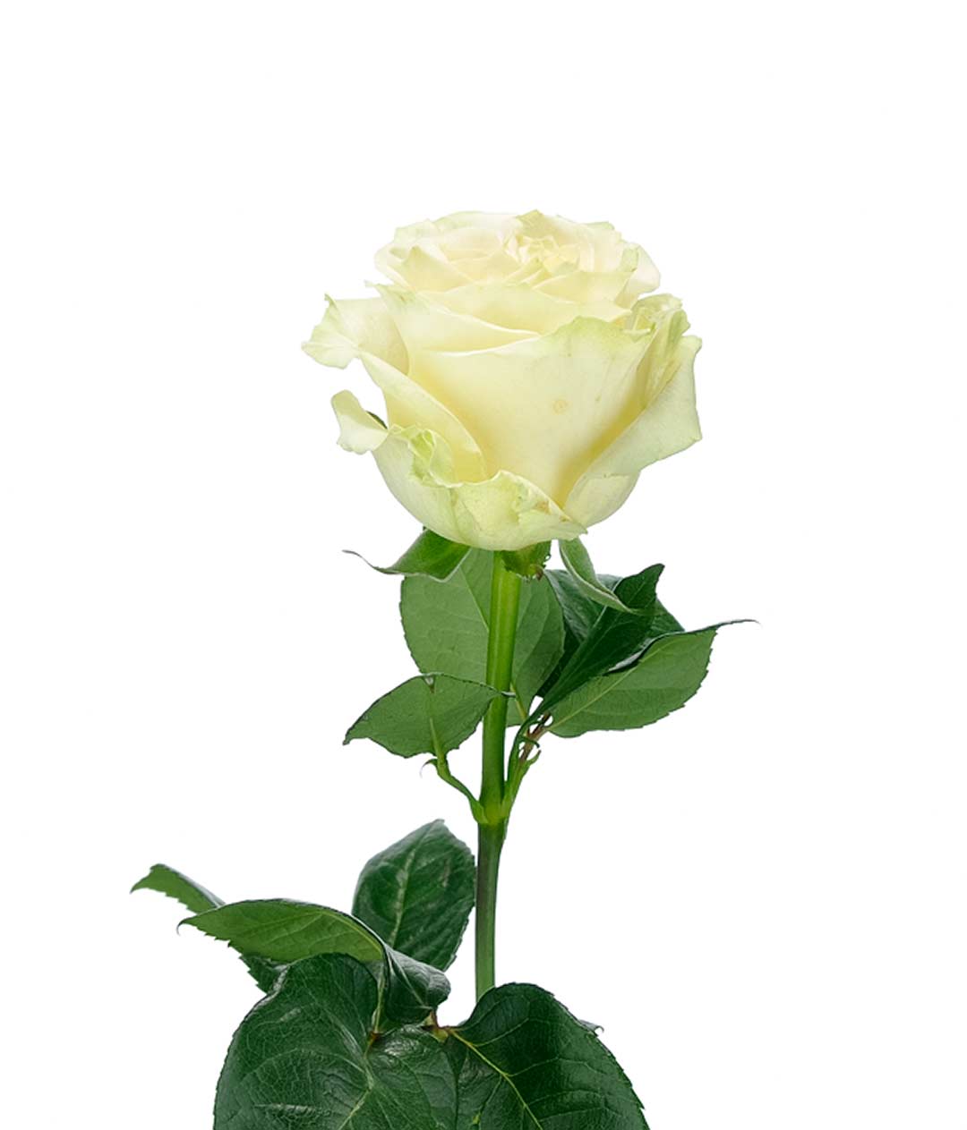 Изображение Троянда Мондіаль (Mondial) висота 100см