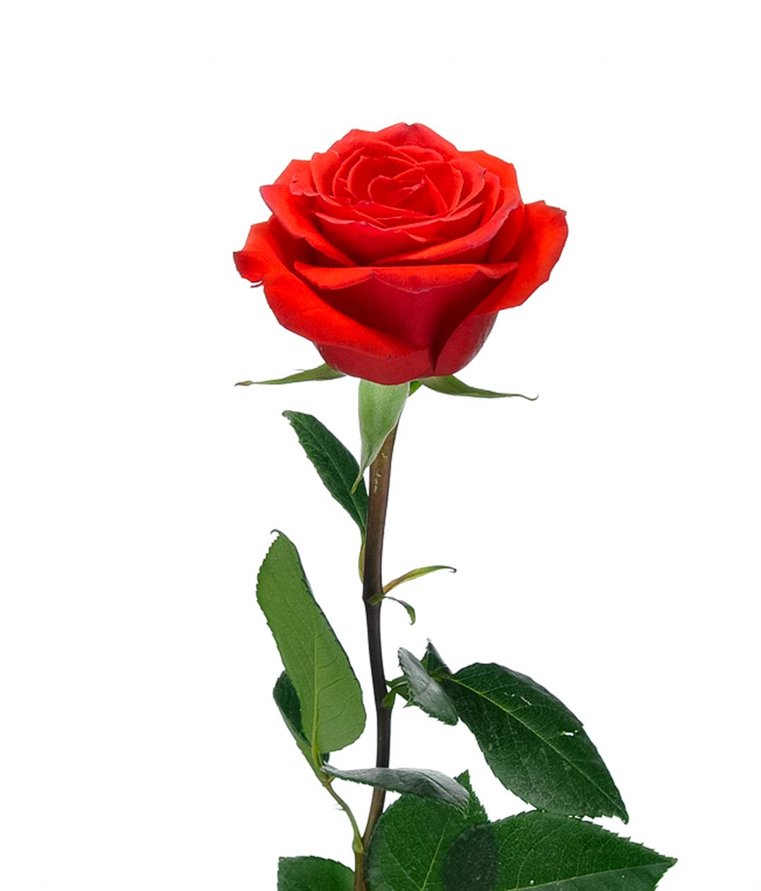 Изображение Троянда Ніна (Nina) висота 60см