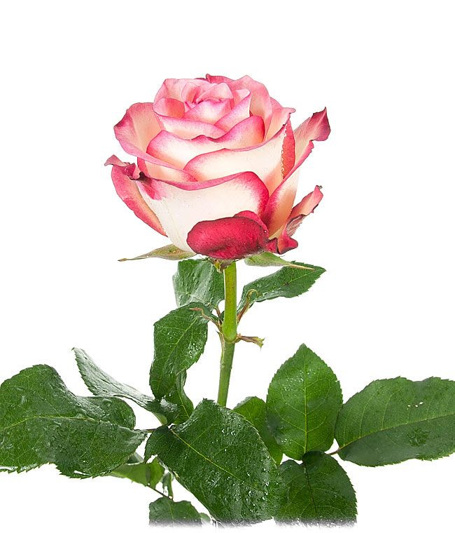 Изображение Троянда Палома (Paloma) висота 50см