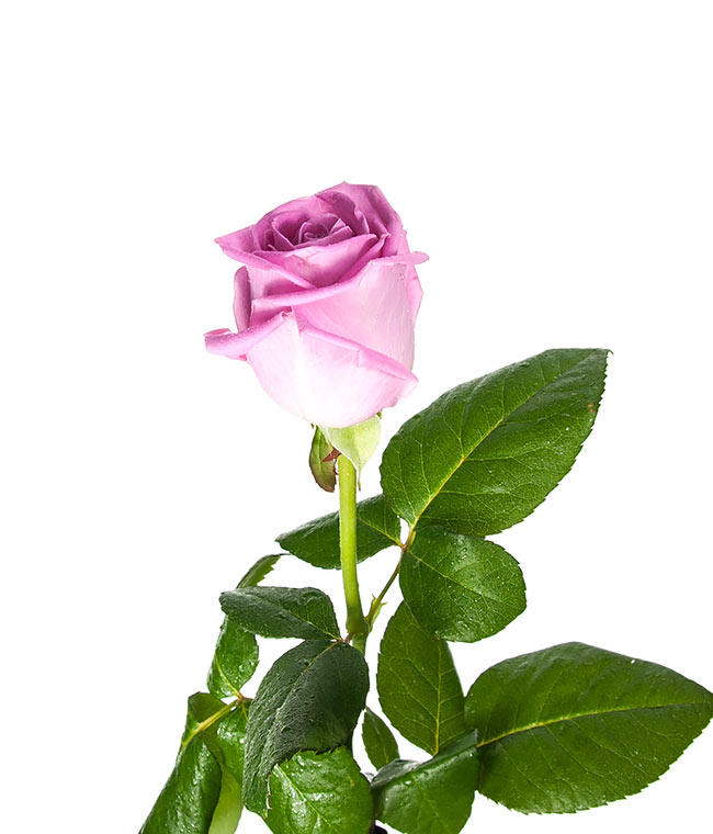 Изображение Троянда Аква (Aqua) висота 40 см