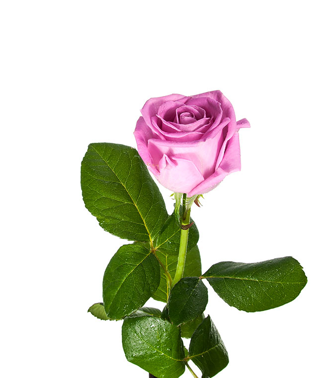 Изображение Троянда Аква (Aqua) висота 50 см