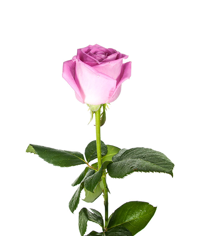 Изображение Троянда Аква (Aqua) висота 60 см