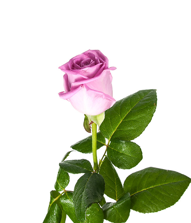 Изображение Троянда Аква (Aqua) висота 70 см