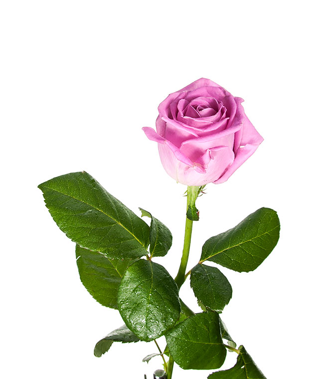 Изображение Троянда Аква (Aqua) висота 80 см