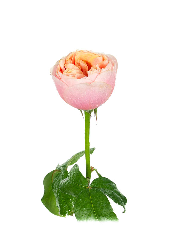 Изображение Троянда Сага (Saga) висота 60см
