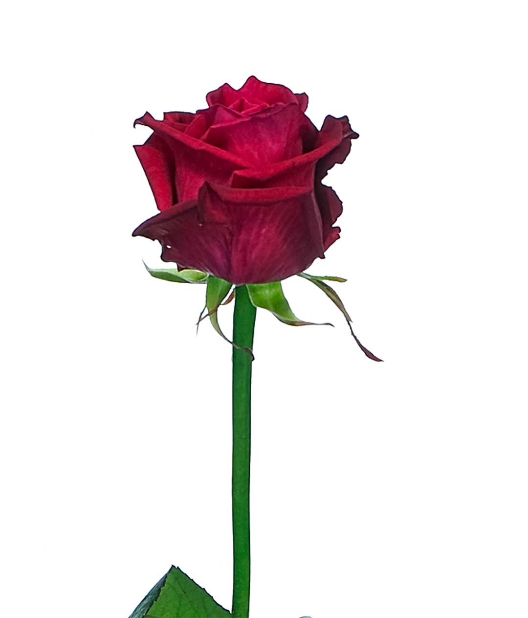 Изображение Троянда Шангрі Ла (Shangri La) висота 30 см