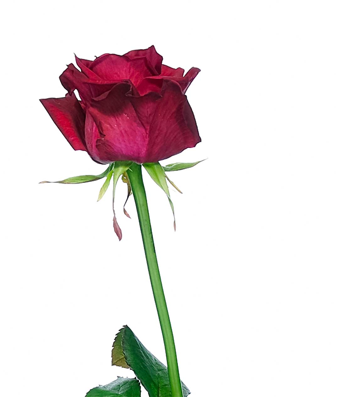 Изображение Троянда Шангрі Ла (Shangri La) висота 50 см