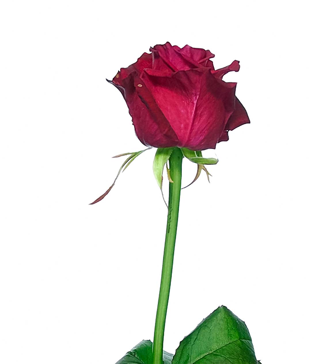 Изображение Троянда Шангрі Ла (Shangri La) висота 60 см