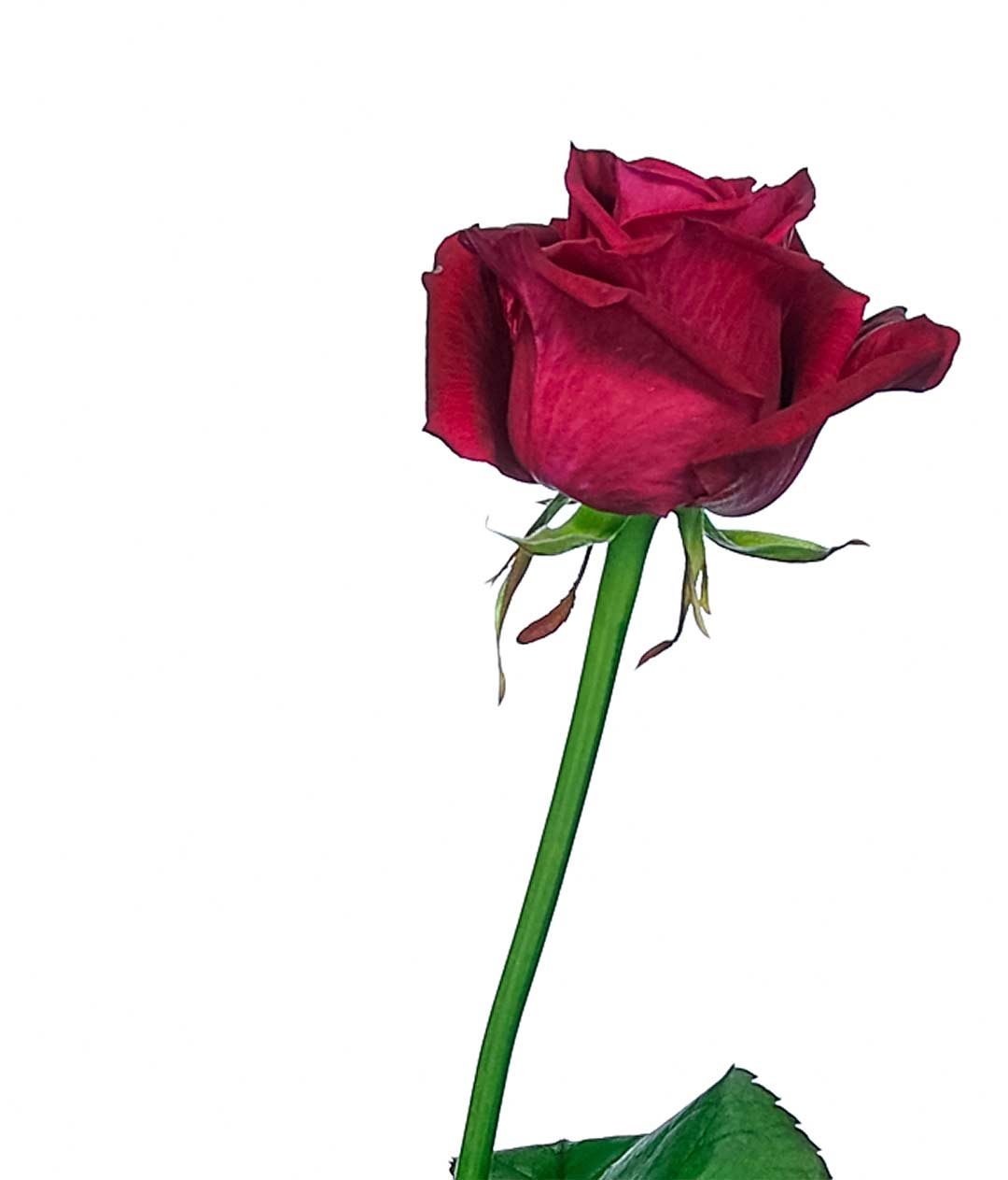 Изображение Троянда Шангрі Ла (Shangri La) висота 70 см