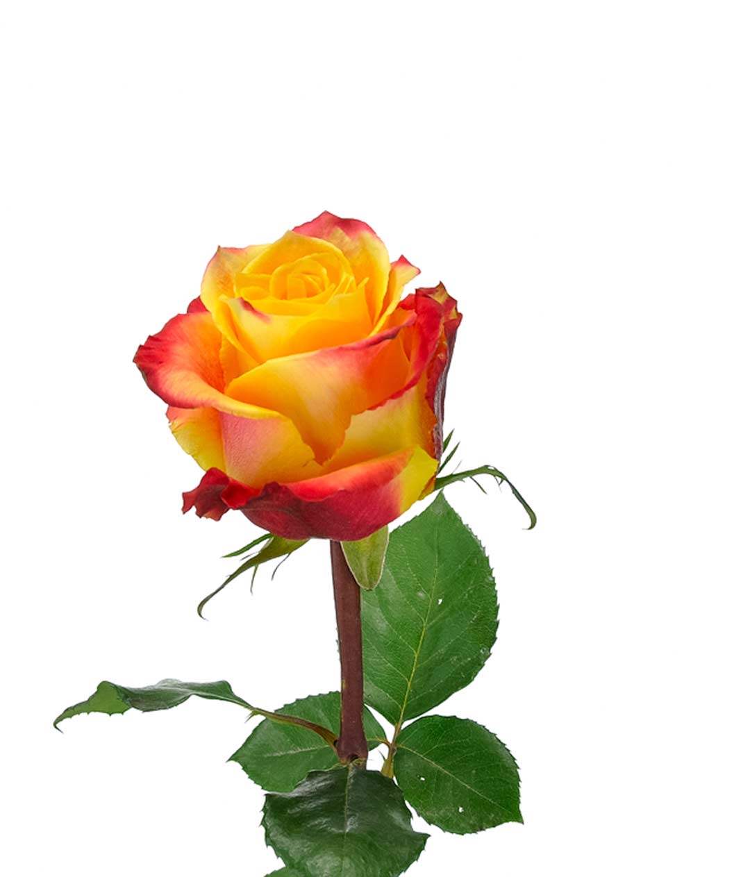 Изображение Троянда Silantoi висота 60 см.