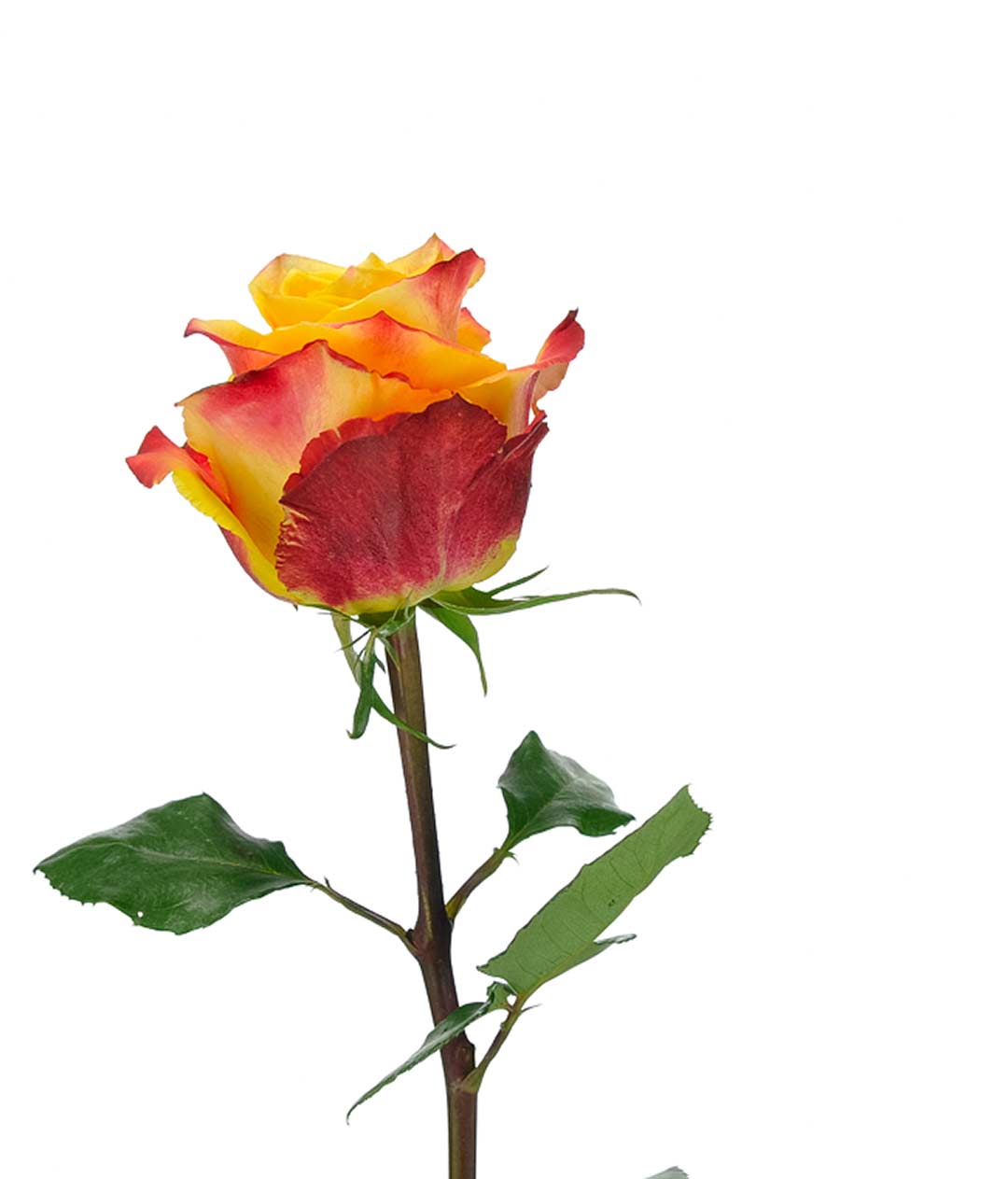 Изображение Троянда Силантою (Silantoi) висота 70см