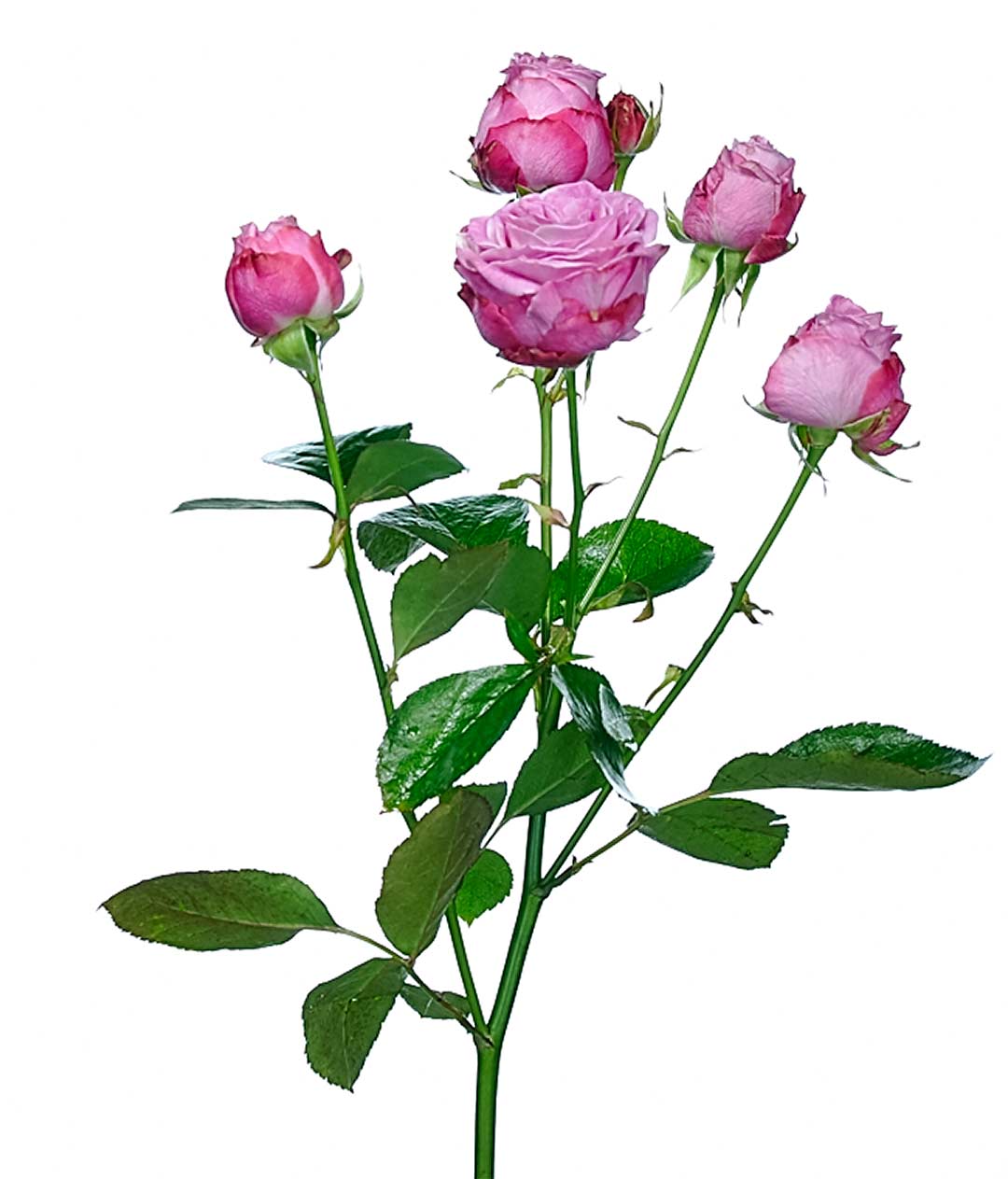 Изображение Троянда Леді Бомбастік (Lady Bombastic) спрей висота 50 см