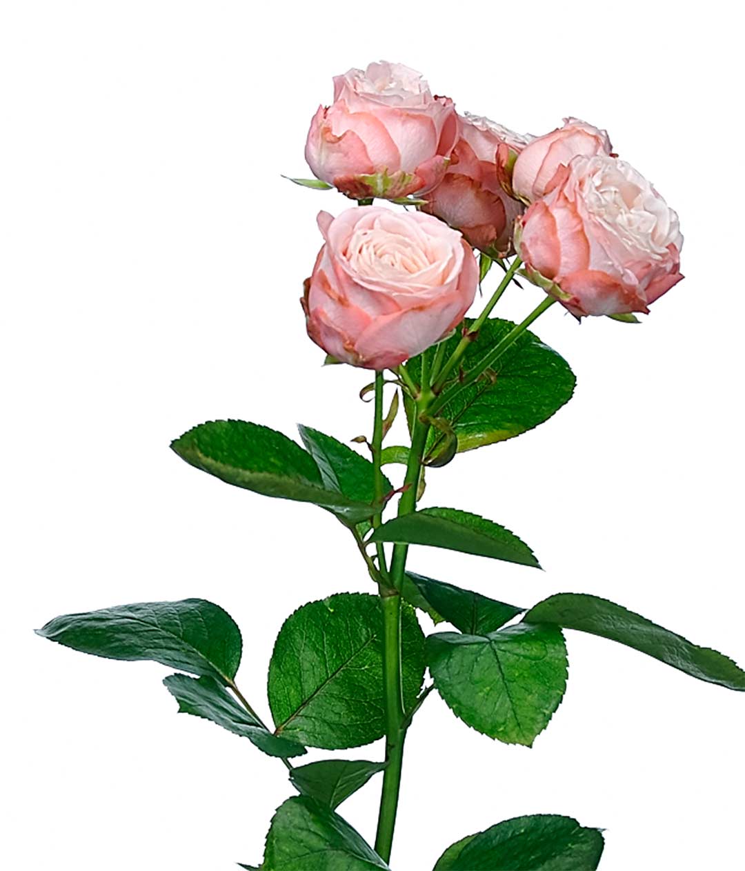 Изображение Троянда Мадам Бомбастік (Madame Bombastic) спрей висота 50 см