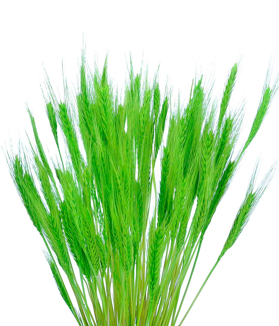 Изображение Колоски декоративные зеленый пучок 100грм