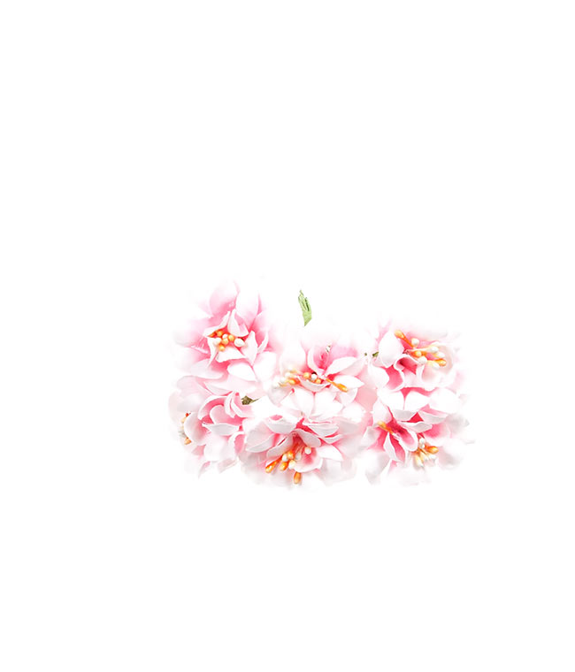 Изображение Хризантема мини бело-розовая  