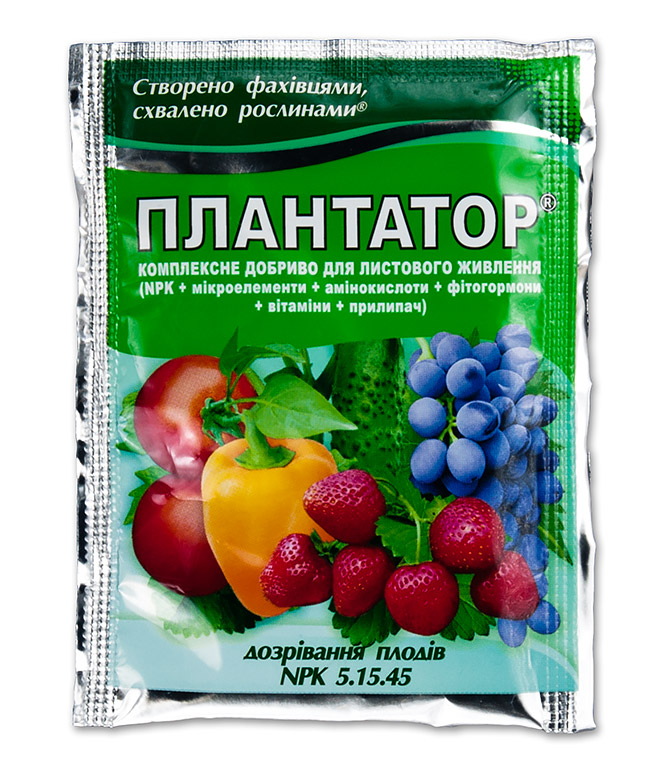 комментарий Фиалка комментарий Фиалка
