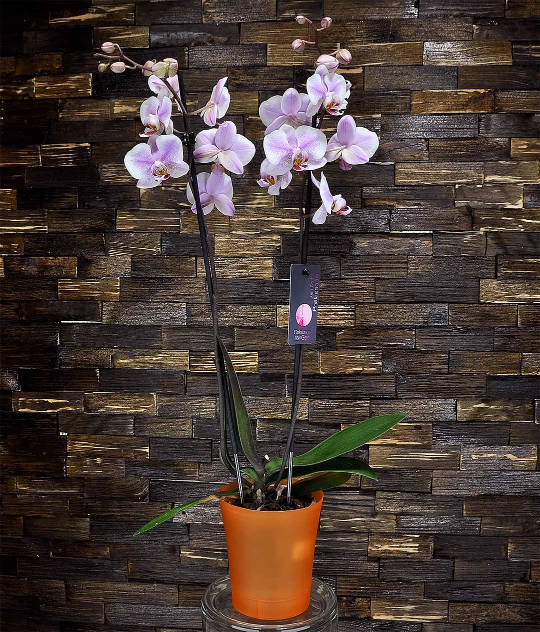 Изображение Вазон Орхидея зеленый