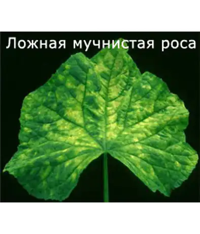 Изображение Ложная мучнистая роса (пероноспороз) огурца