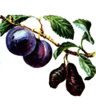 Изображение Кармашки сливы