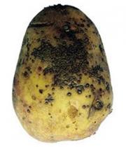 Ооспороз картофеля миниатюра