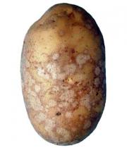 Парша серебристая картофеля миниатюра