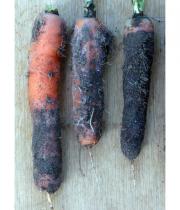 Альтернариоз или чёрная гниль моркови слайд