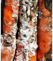 Белая гниль моркови миниатюра